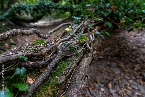 A fallen tree in a dried riverbed with green leaves