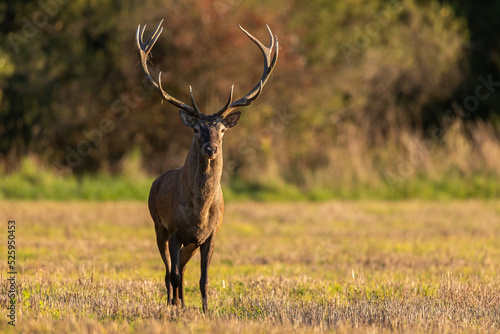 Red deer, cervus elaphus, approaching on meadow in summer golden hour. Brown stag walking on fied in sunlight in summertime. Mammal with antlers going closer on pasture.