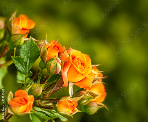 Young rose flowers on a green defocused background.