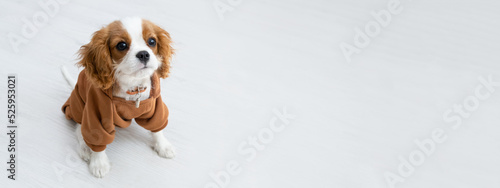 Banner. portrait of a cute puppy wearing a brown hoodie. Autumn and winter clothes for pets. Cavalier King Charles Spaniel Blenheim