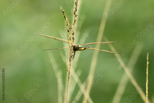 dragonfly perched on the grass