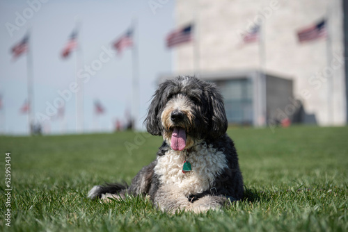 A bernedoodle posing in front of the Washington Monument on a bright, sunny day.