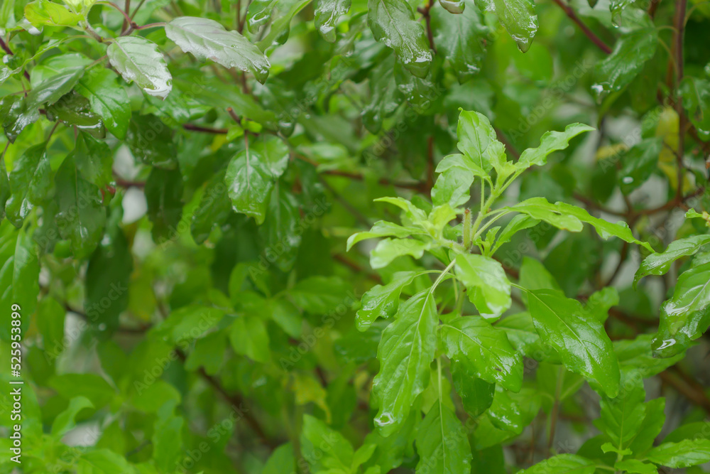 Fresh holy basil leaves after raindrops at organic backyard garden Fresh holy basil leaves after raindrops at organic backyard garden