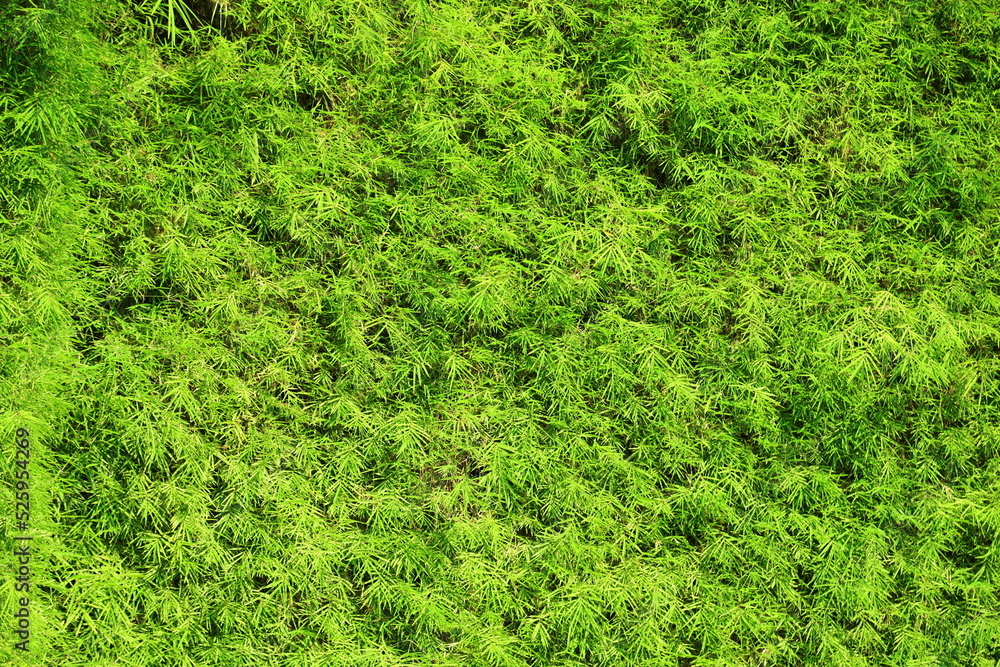 Fototapeta premium Bamboo leaves wall texture background