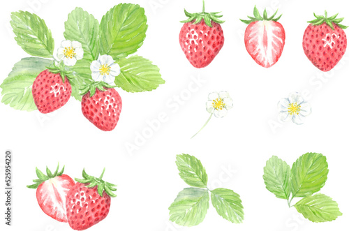 Watercolor painting of strawberry set