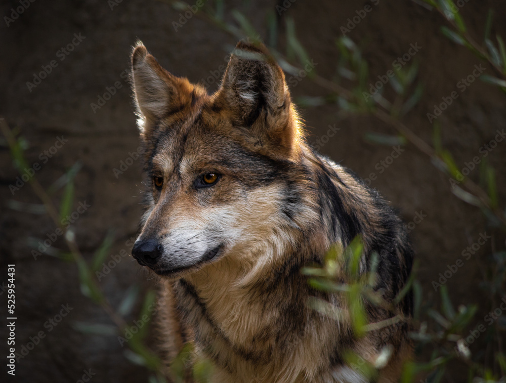 wolf in the forest wolf in the forest