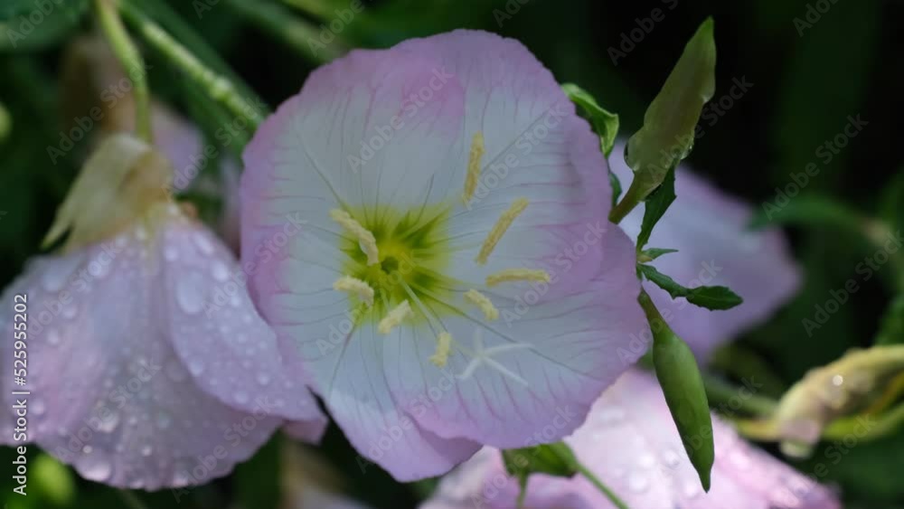 月見草のしずく 月見草のしずく