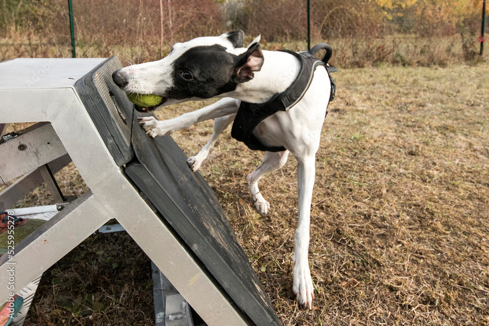 lévrier whippet en flyball lévrier whippet en flyball