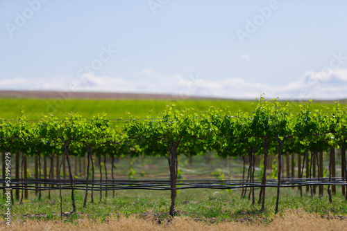 Rows of spring grape vines with shallow focus and blue sky.