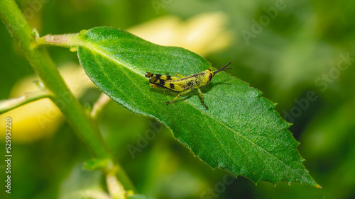 Young borneo grasshopper sitting on green leaf. Juvenile grasshopper