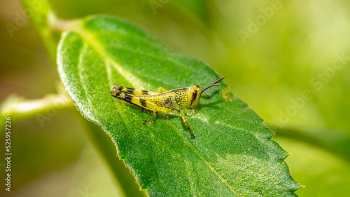 Young borneo grasshopper sitting on green leaf. Juvenile grasshopper