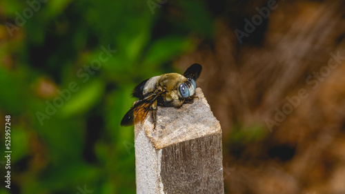 Detail closeup of Borneo Giant Bee perching on wood. Giant Bee