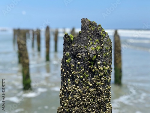 Fotografie Barnacle Pier Post in the Atlantic Ocean