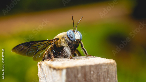 Detail closeup of Borneo Giant Bee perching on wood. Giant Bee photo