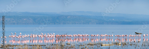 Scenery view of Flamingo flock standing in water of Lake Nakuru at Lake Nakuru National Park Kenya