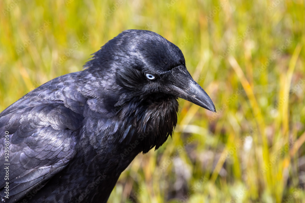 Fototapeta premium Close up of Australian Raven