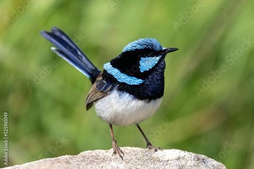 Принти на полотні Male Superb Fairy Wren in breeding colours