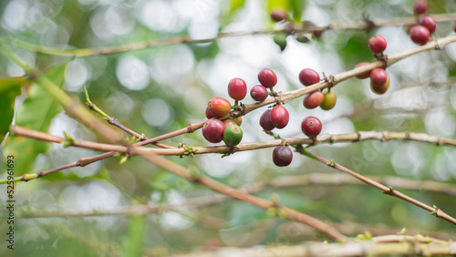 cafetales
cultivos
cultivos de café
