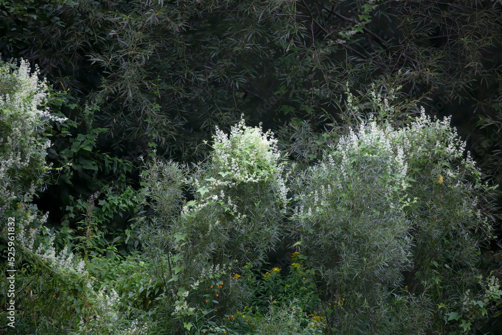 Common name Wildcucumber, Prickly Cucumber, Wild Balsam Apple, Balsam