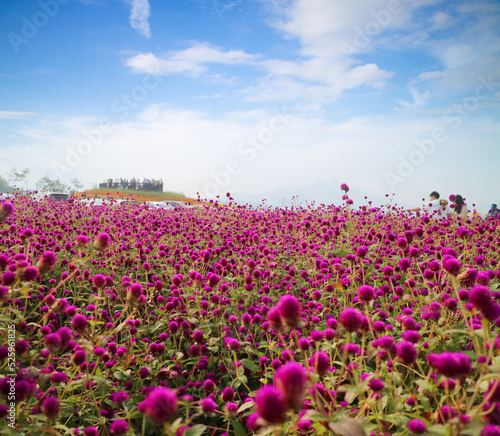 Wallpaper Mural 천일홍 Torontodigital.ca