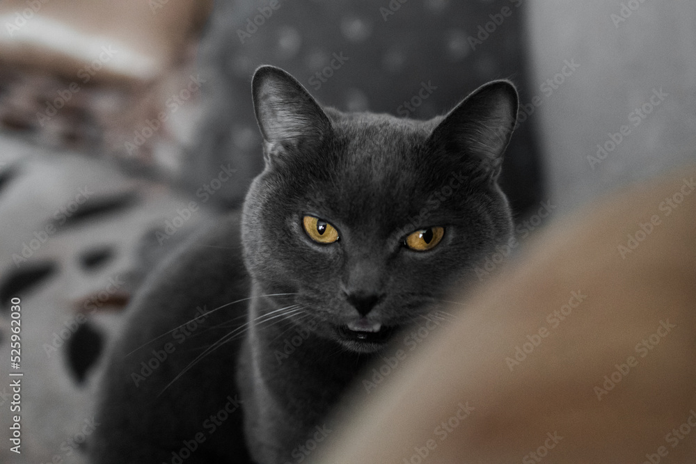 portrait of a British gray cat, close-up, space copy portrait of a British gray cat, close-up, space copy