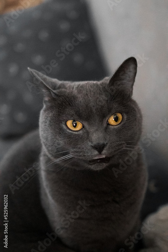 portrait of a British gray cat, close-up, space copy