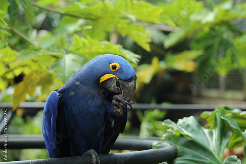 Arara azul no parque zoobotanico da vale, dm Parauapebas, Pará photo