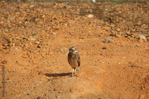 Coruja parada na areia photo