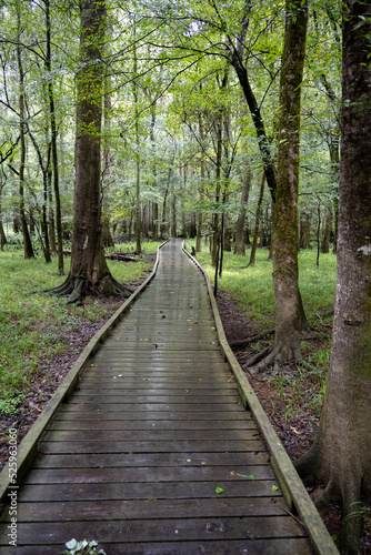 Oakridge Trail at Congaree National Park © Joseph Creamer