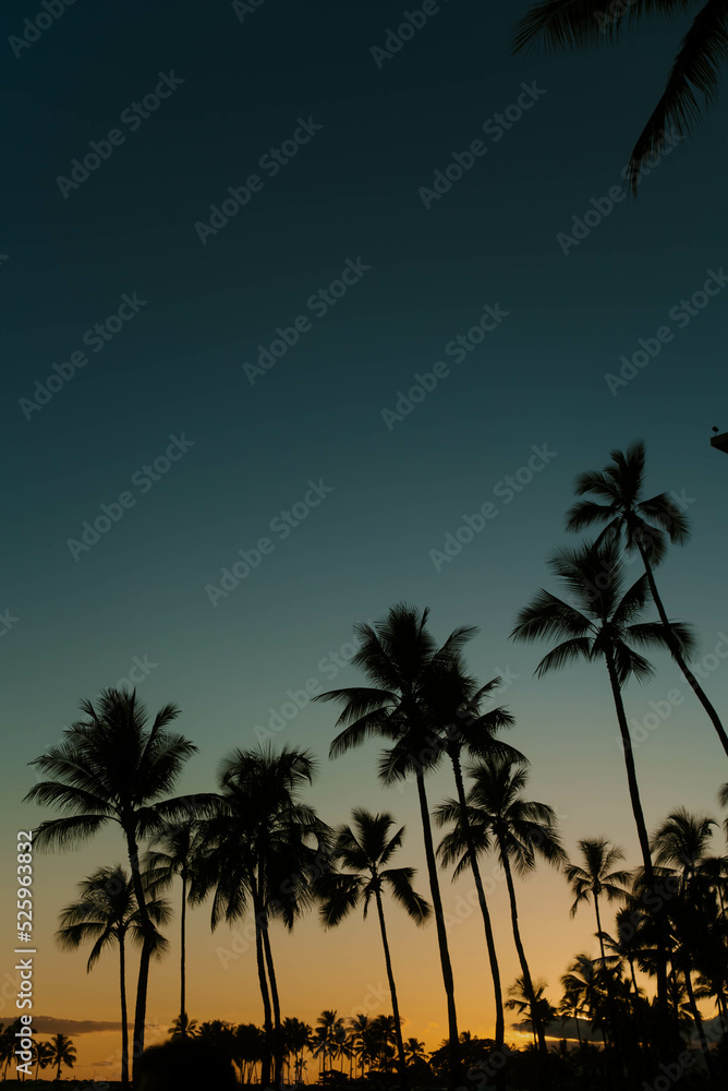 Obraz premium Silhouette of Palm Trees at Sunset