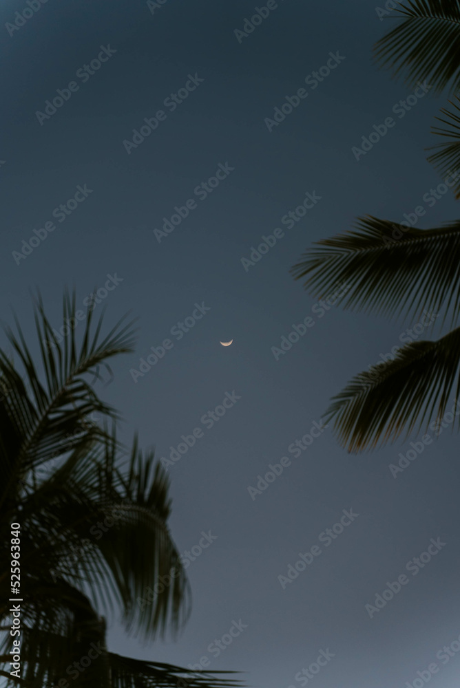 Waxing Moon through Palm Trees