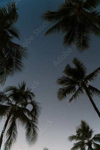 Crescent Moon through Palm Trees © Hunter