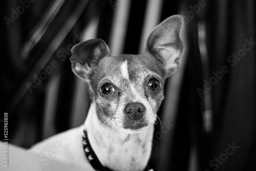 portrait of a dog © Esteban