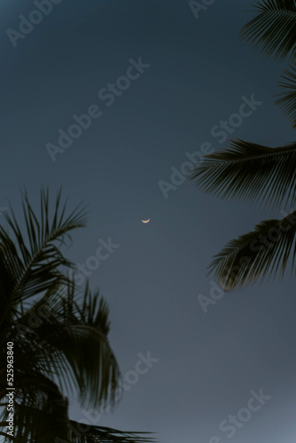 Waxing Moon through Palm Trees © Hunter