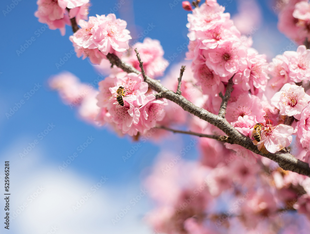 Obraz premium Two bees set on a blooming cherry tree branch with pink flowers picking nectar up, close up