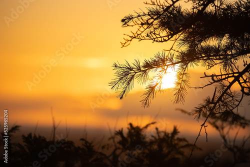 Branches of a coniferous tree with needles close-up against the backdrop of a sunset