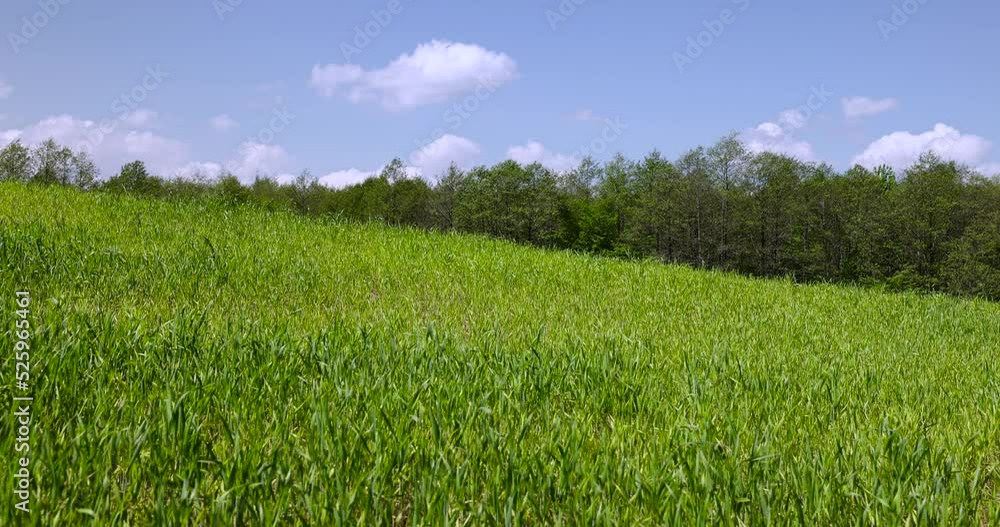 An agricultural field where green cereals grow, a field where wheat and other cereals are grown for food, windy weather An agricultural field where green cereals grow, a field where wheat and other cereals are grown for food, windy weather