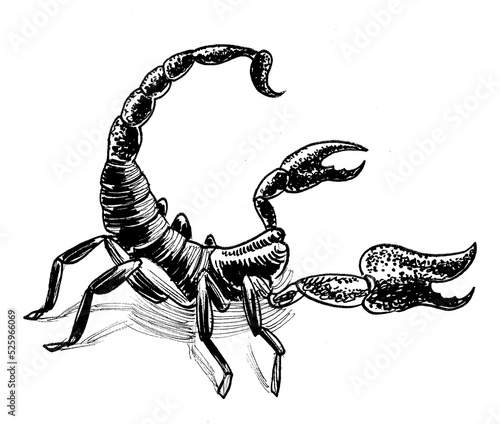 Scorpion animal. Ink black and white drawing