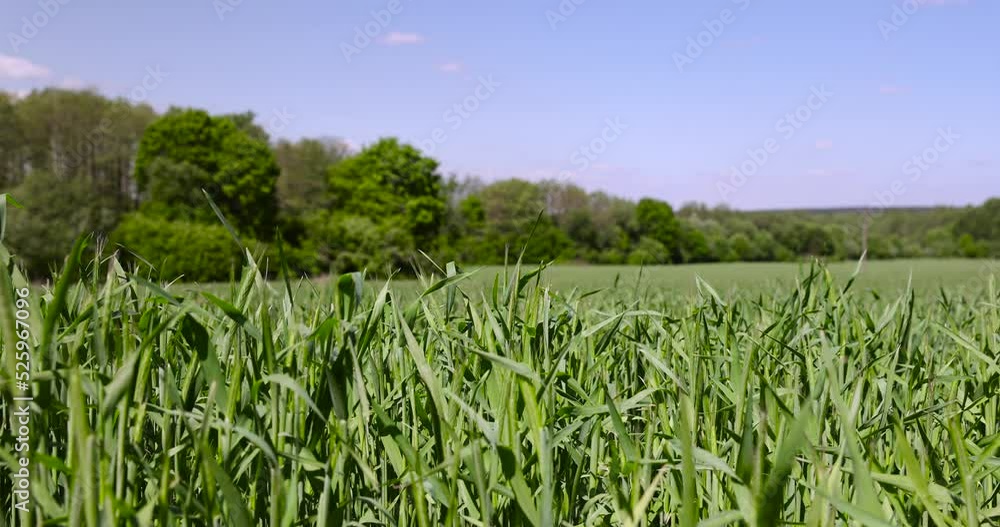 An agricultural field where green cereals grow, a field where wheat and other cereals are grown for food, windy weather An agricultural field where green cereals grow, a field where wheat and other cereals are grown for food, windy weather
