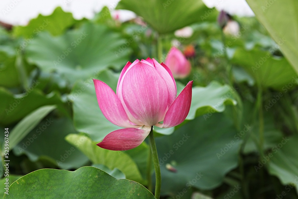 연꽃,꽃,수생식물,연못,한국,공원, 연꽃,꽃,수생식물,연못,한국,공원,