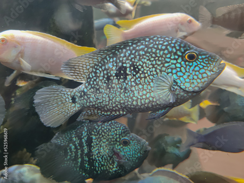 The Texas cichlid (Herichthys cyanoguttatus) in a Aquarium ,Selective focus. photo