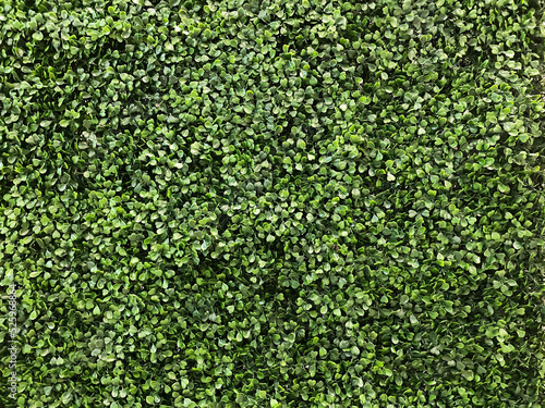 garden wall ornamental formal gardening green hedge bush wall fence closeup artificial leaves