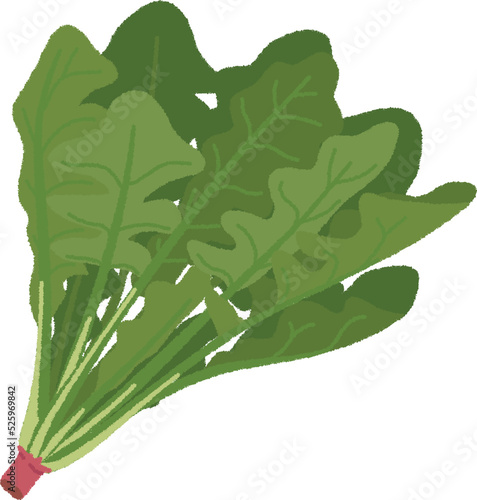ほうれん草のイラスト