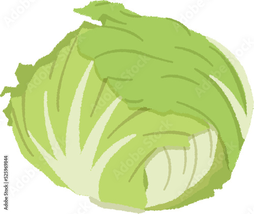 レタスのイラスト
