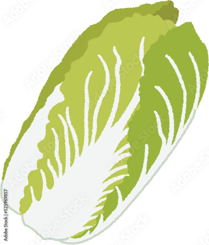 白菜のイラスト