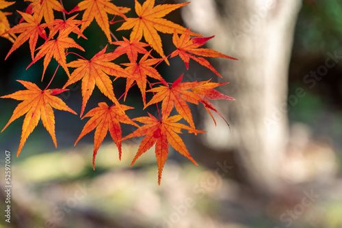 Maple leaves are start to turn red in JAPAN.