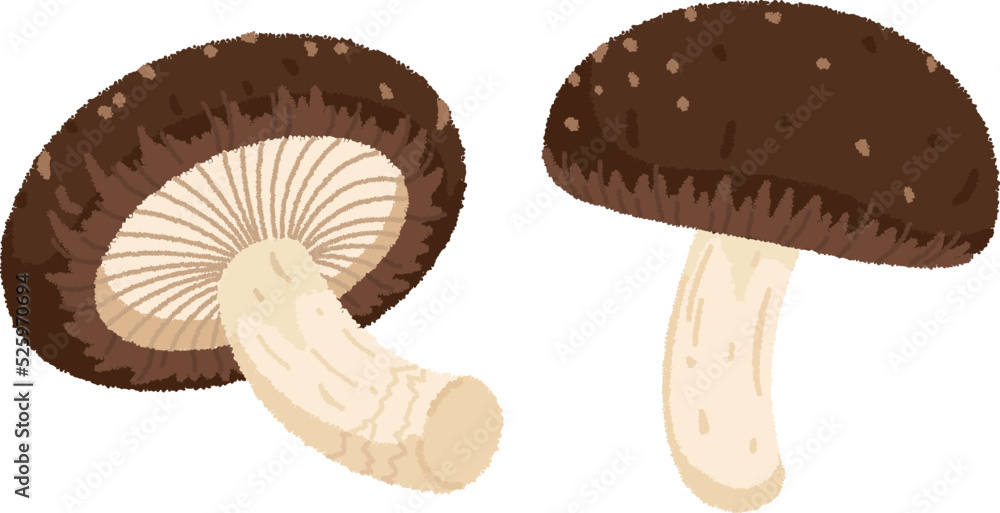 Fototapeta premium しいたけのイラスト