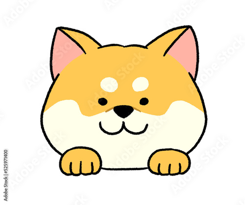 茶色い柴犬の顔