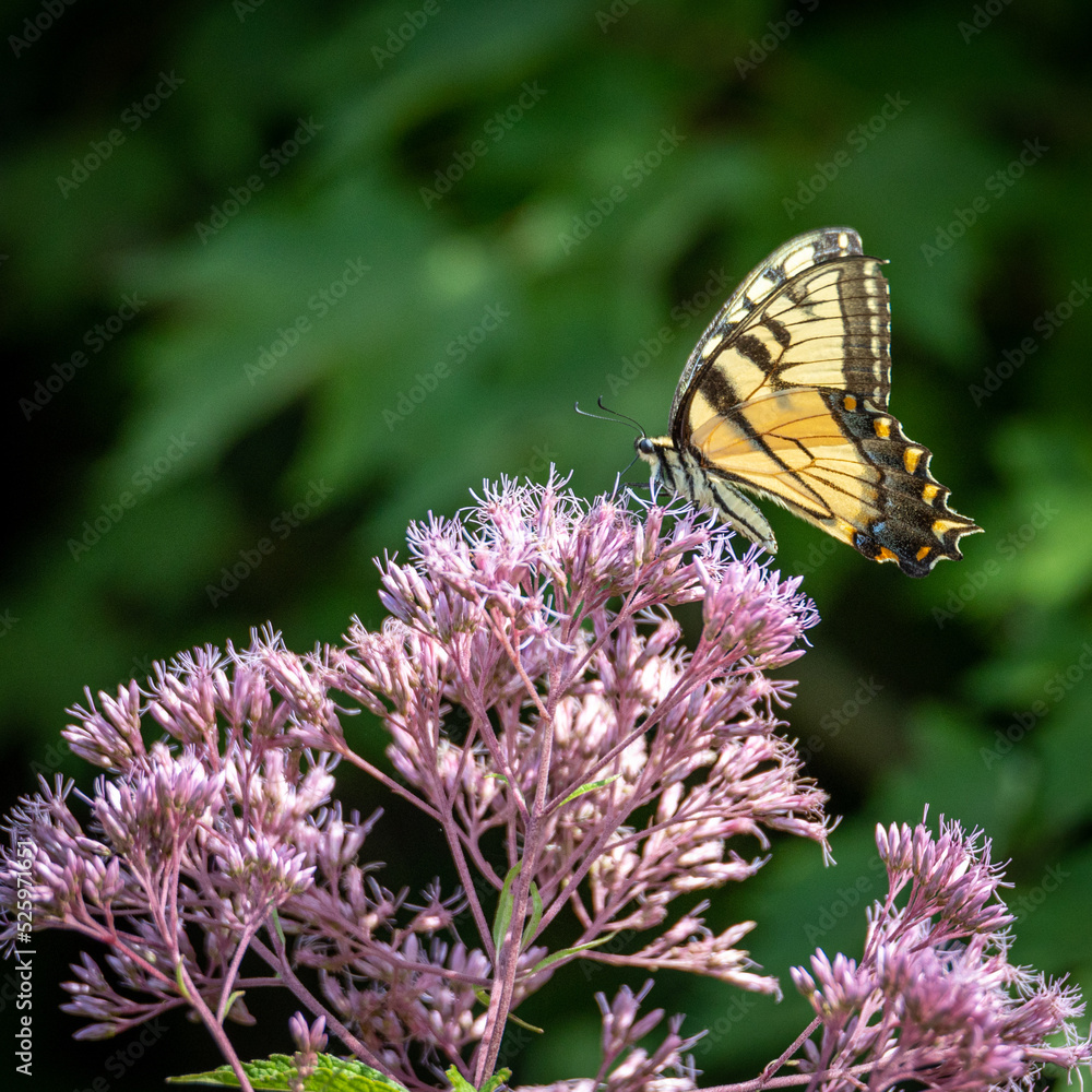 butterfly on thistle