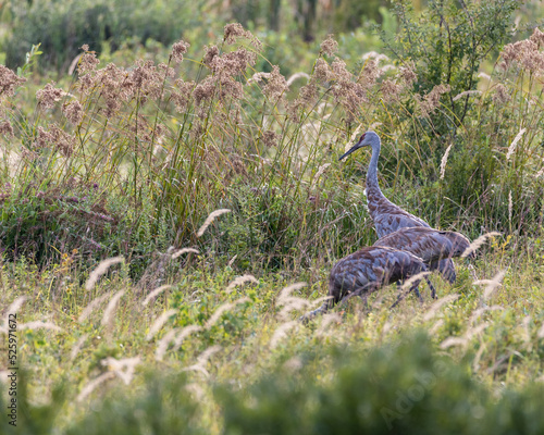 Sandhill cranes in tall grass photo